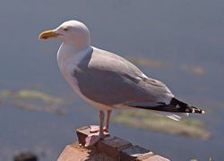 高品質！セグロカモメ Herring gull 頭骨 【公式通販】