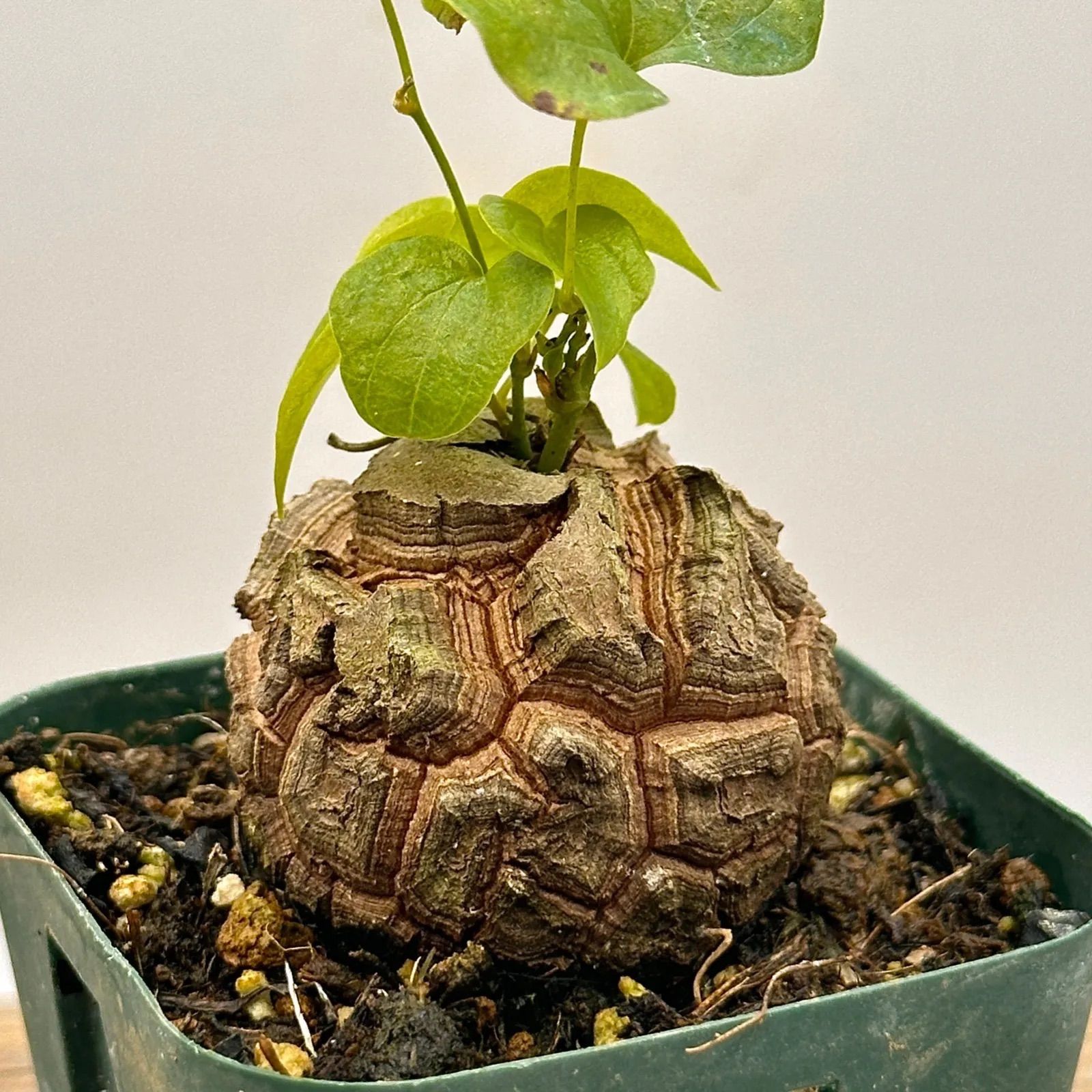 アフリカ亀甲竜 実生 鉢ごと発送 ② 塊根植物・コーデックス アフリカ亀甲竜 実生 鉢ごと発送 ② 塊根植物・コーデックス