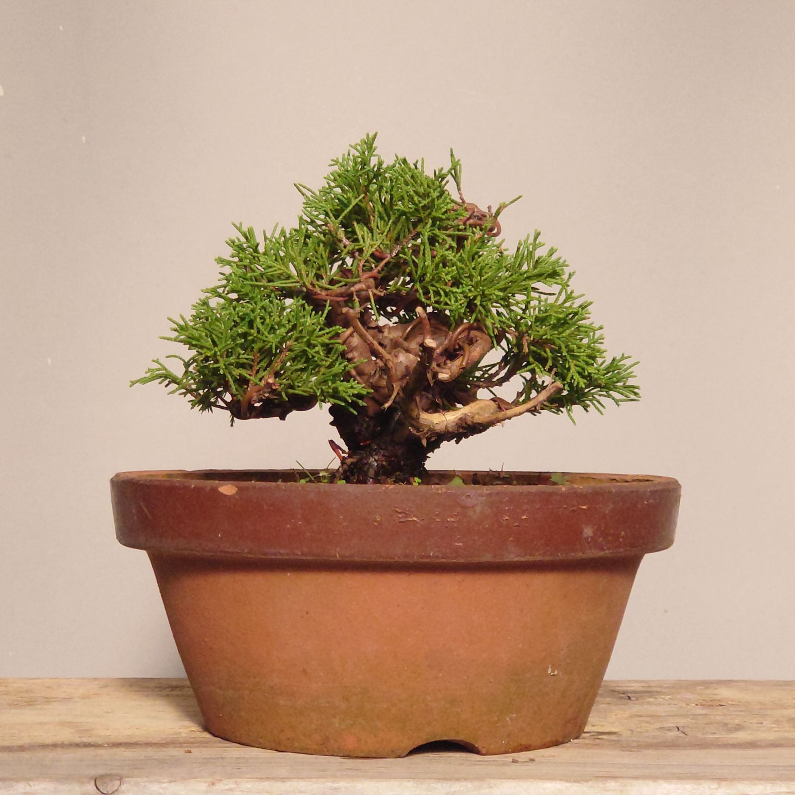 真柏盆栽素材荒木C