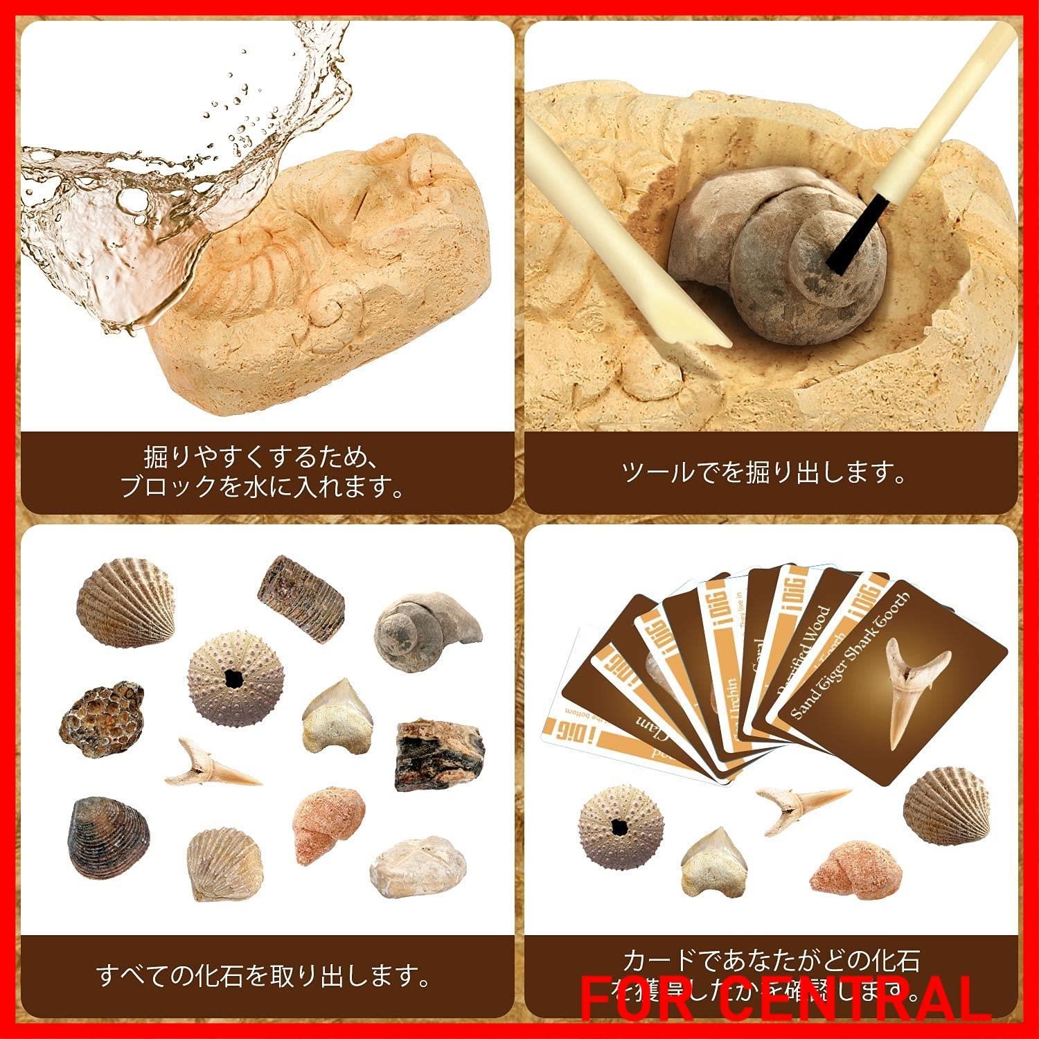 数量限定】XXTOYS 化石発掘キット 化石標本 化石 発掘 キット 天然化石