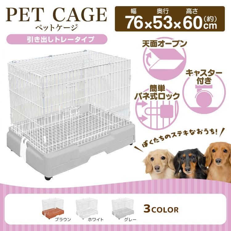 モルモット 猫