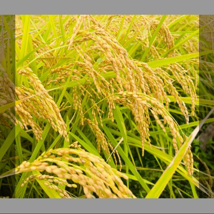 発送日に精米
