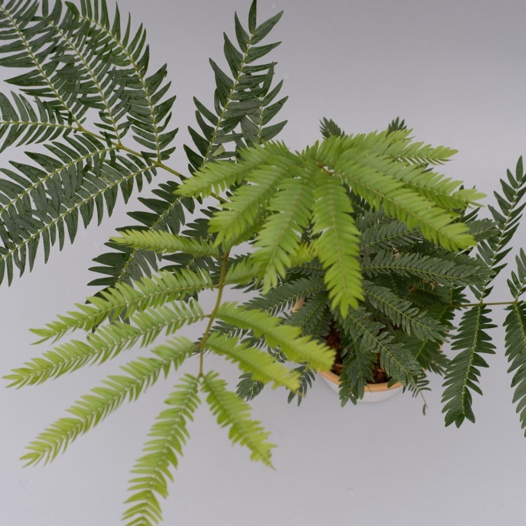 ★本日限定お値引き中★2メートル　幹太　エバーフレッシュ エバーフレッシュ 手乗りサイズ008 盆栽仕立て - メルカリ