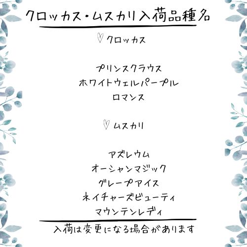 入荷予定 フリチラリア ムスカリ 他 球根一覧