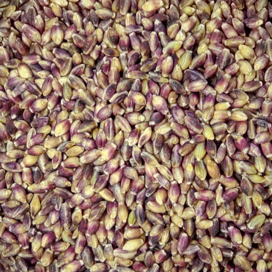 もち麦「ダイシモチ」玄麦900g。農薬·化学肥料不使用。