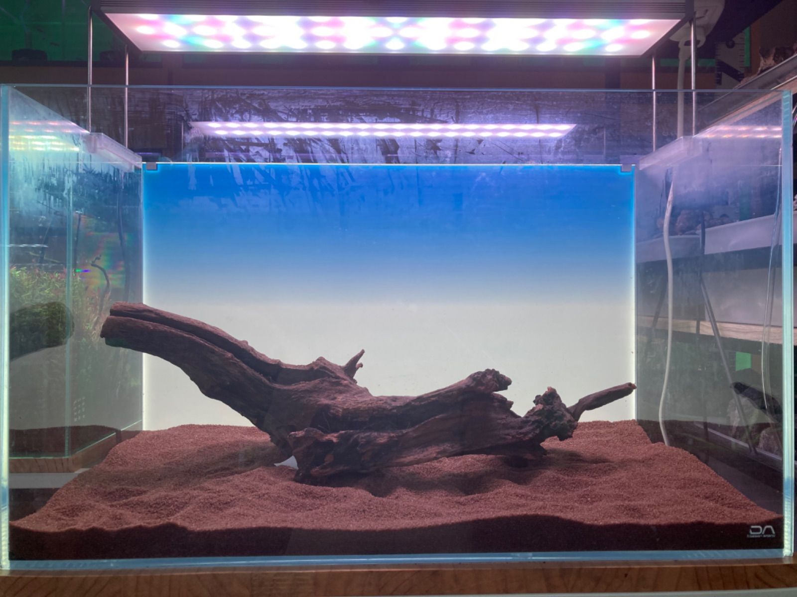 速達】ジャイアント南米モス活着 アヌビアスボンサイ付き流木15cm 速達