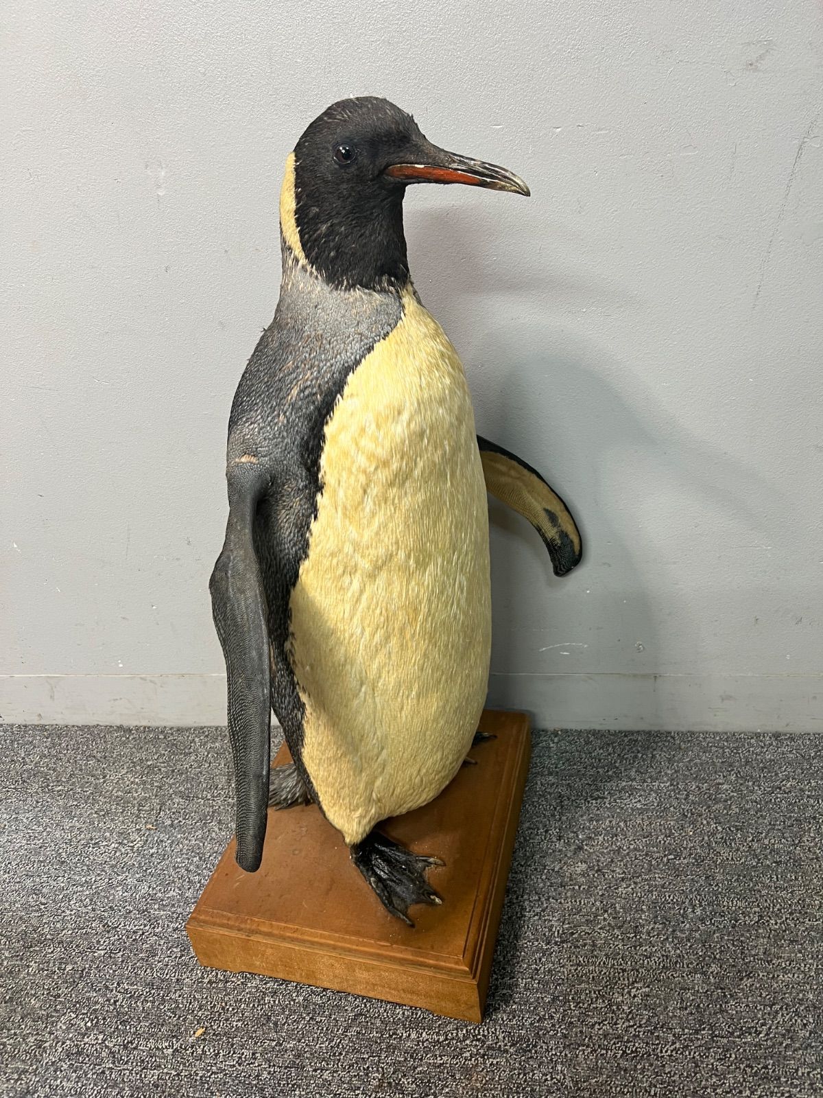 ⭐︎ 希少 ペンギン 剥製 オブジェ 動物 剥製 - メルカリ