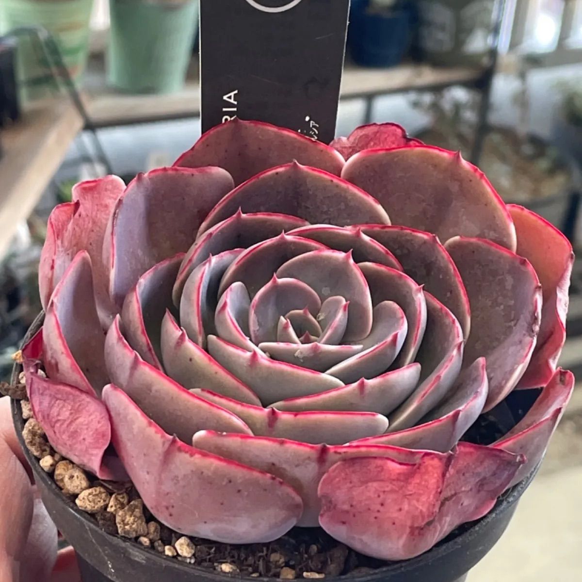 ペルシア 多肉植物 ペルシアの成長記録💜🌹｜🍀GreenSnap（グリーン