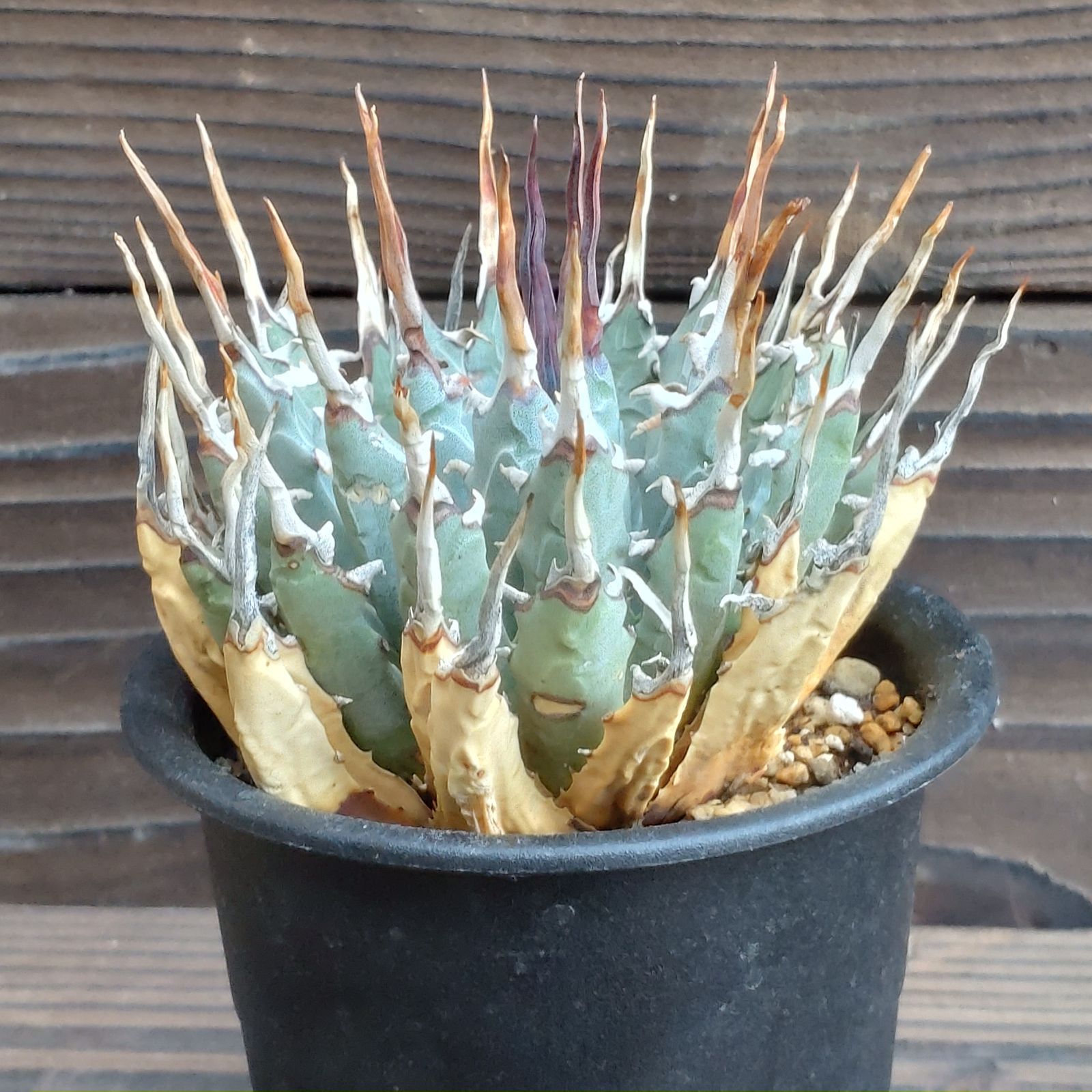 コレクション株　アガベ　エボリスピナ　陽炎 陽炎】アガベ ユタエンシス エボリスピナ （抜き苗販売）RF22906