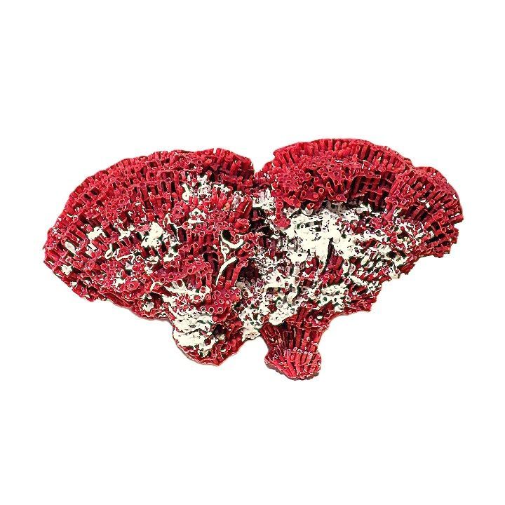 珊瑚礁 サンゴ礁 珊瑚 サンゴ パイプオルガン珊瑚 管珊瑚 赤珊瑚