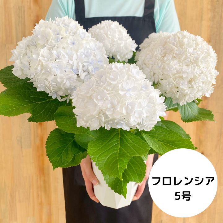 紫陽花 プロフ見てください^^*様 リクエスト 2点 まとめ商品