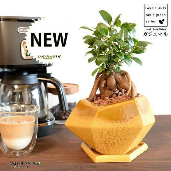 ガジュマル ガジュマル（幹太） 黄色 ポリゴン型 多角形 陶器鉢 【ハイドロ・受皿