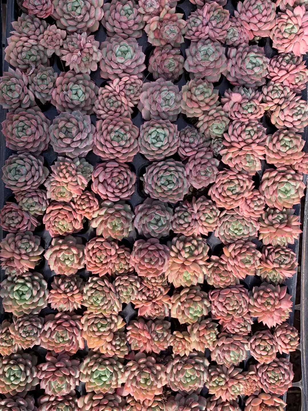 シャフラン錦 多肉植物 多肉植物 シャフラン錦 韓国苗