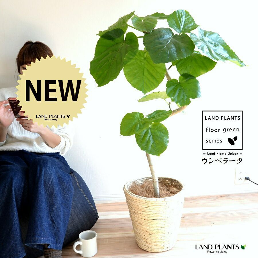 特特大　金鯱　キンシャチ12号 36cm鉢 尺鉢 ロックガーデン 特特大 金鯱 キンシャチサボテン 12号 尺鉢 ロックガーデン 特特大 金