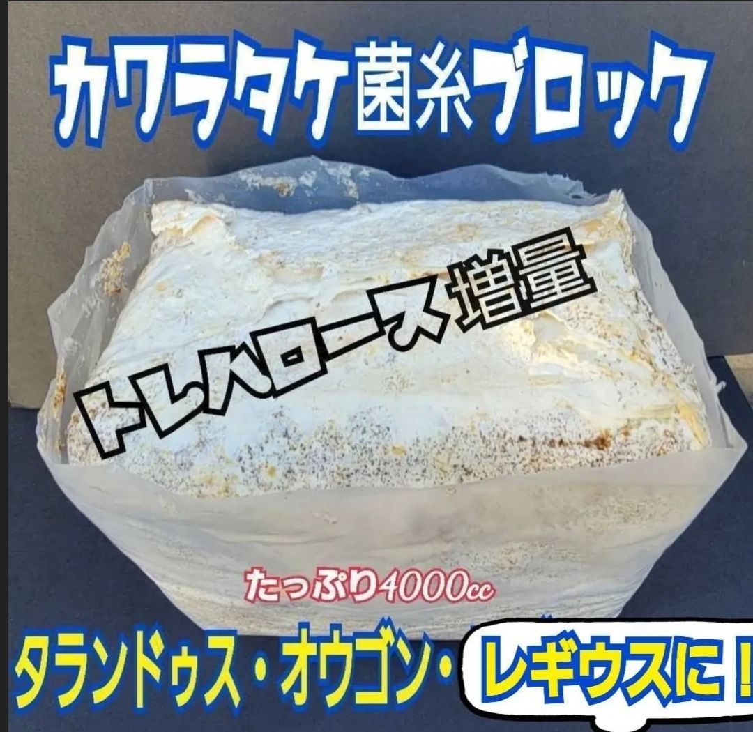 極上☆カワラタケ菌糸ブロック【5個セット】 4000cc クヌギ100 