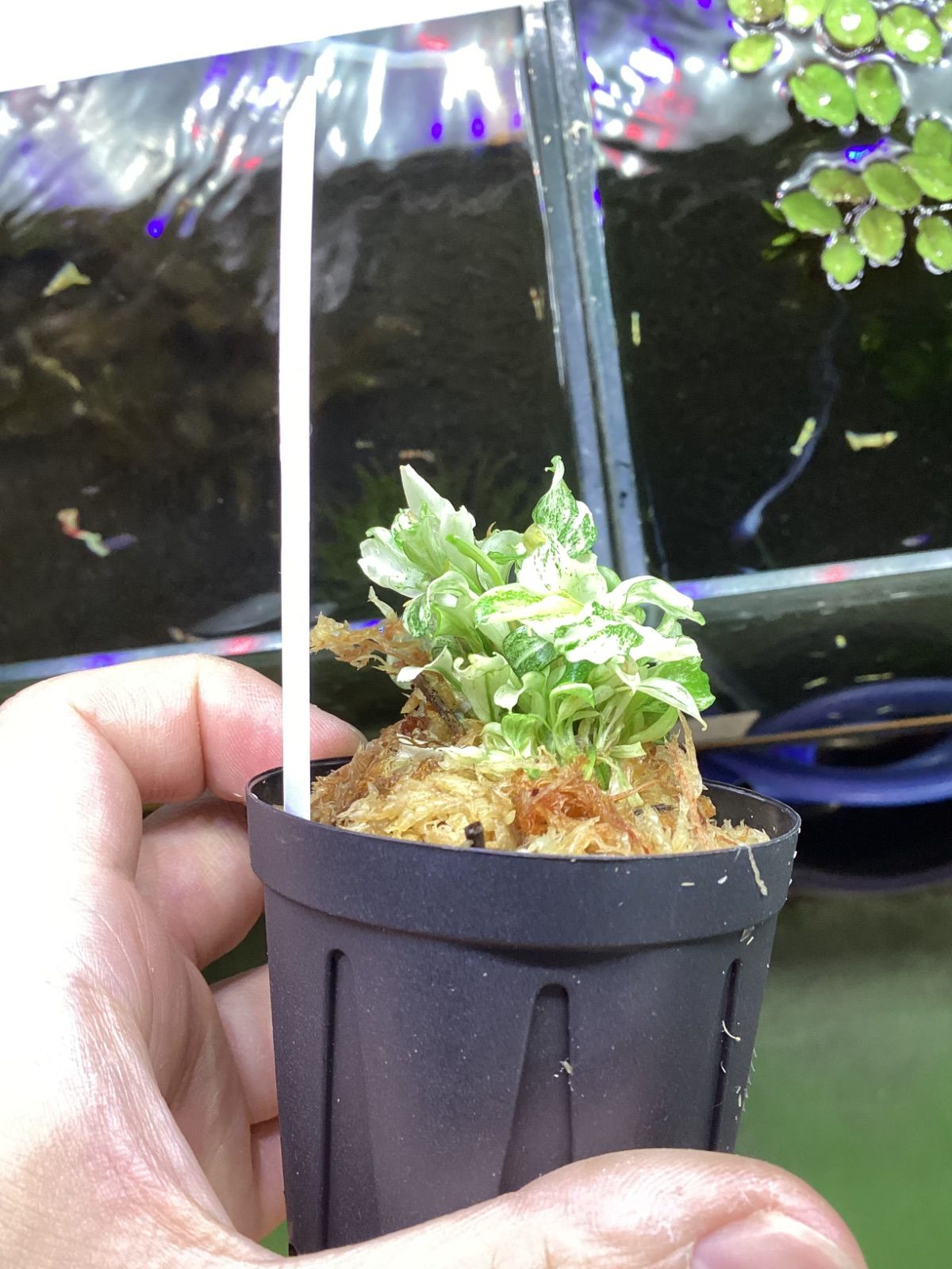 ブセファランドラ sp. ピグマエアマーブル 大きめ株① Bucephalandra