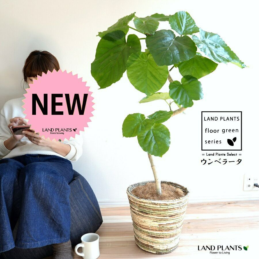 ドライフラワー☆ポンポンミモザ エリンジューム ナンキンハゼ 【公式