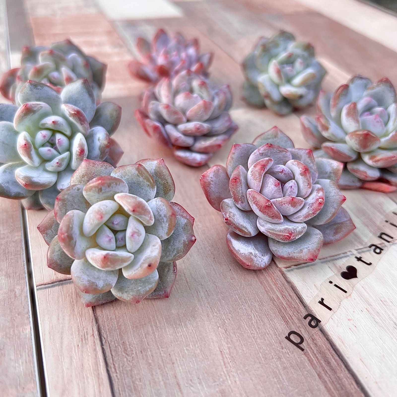 ✨レア✨多肉植物 ジェイドモンロー【大】韓国苗 - メルカリ