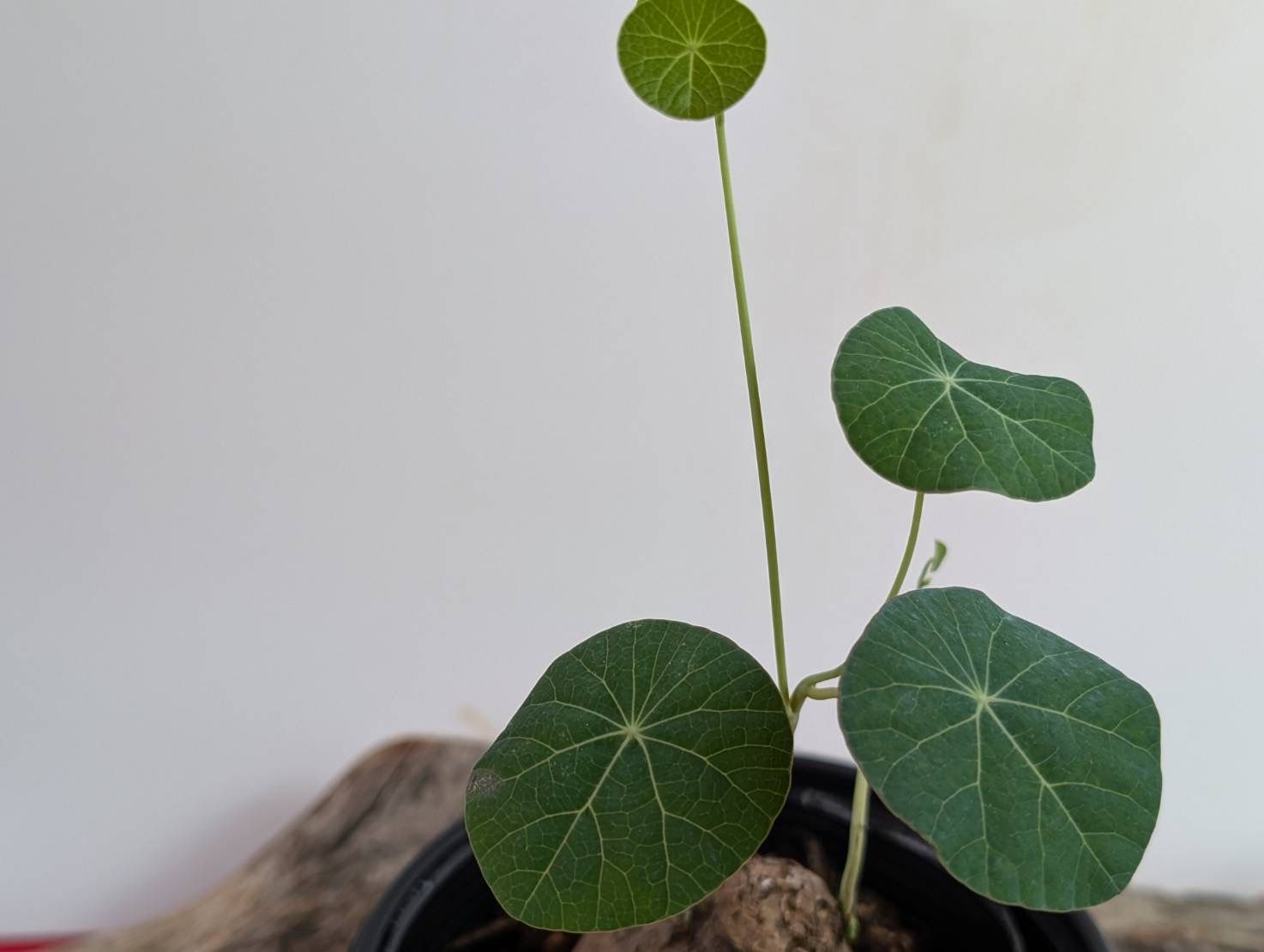 塊根植物・コーデックス ATH 塊根植物 CAUDEX コーデックス『アデニウム』 砂漠のバラ