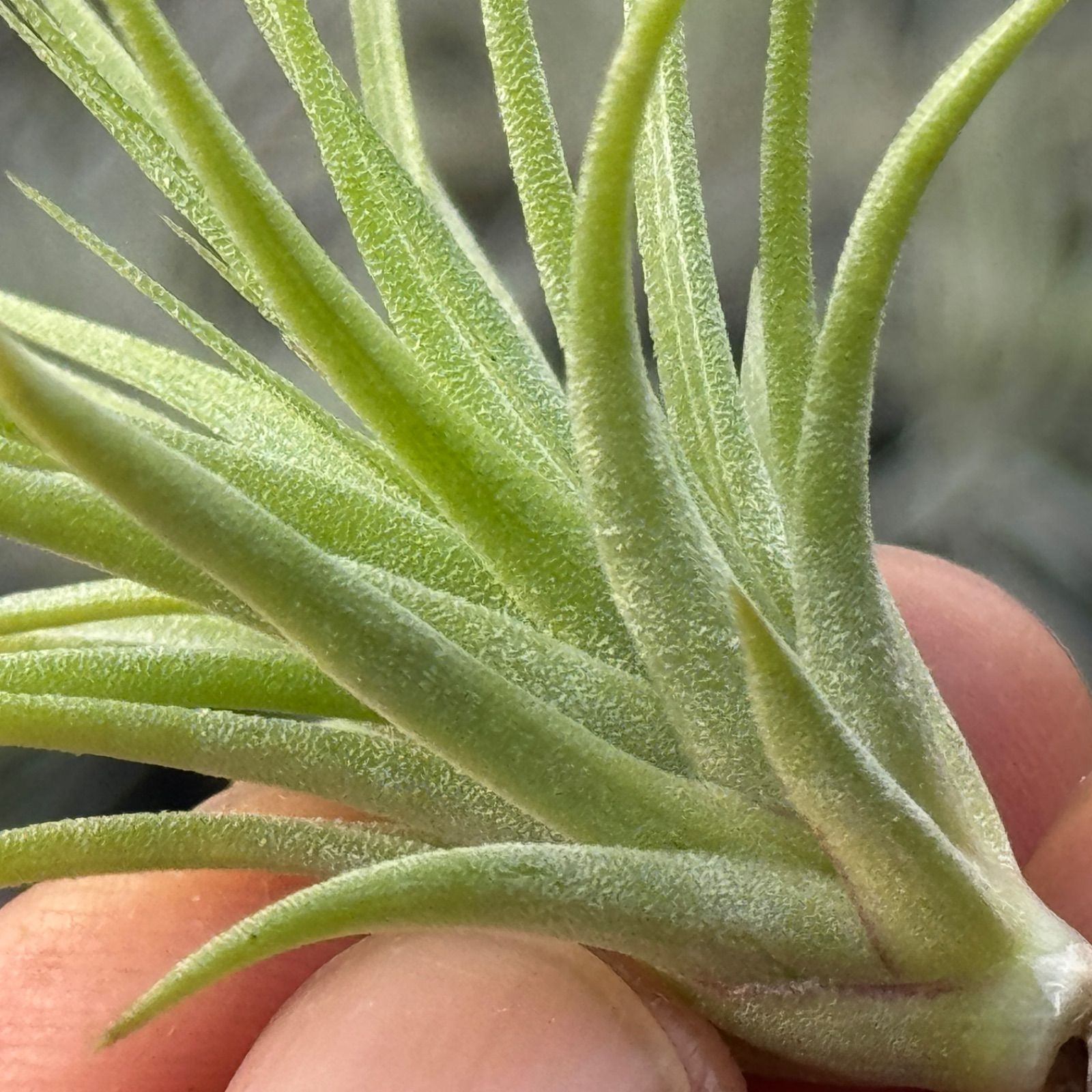 チランジア Fat Boy チランジア ストレプトカルパ ファットボーイ Tillandsia streptocarpa