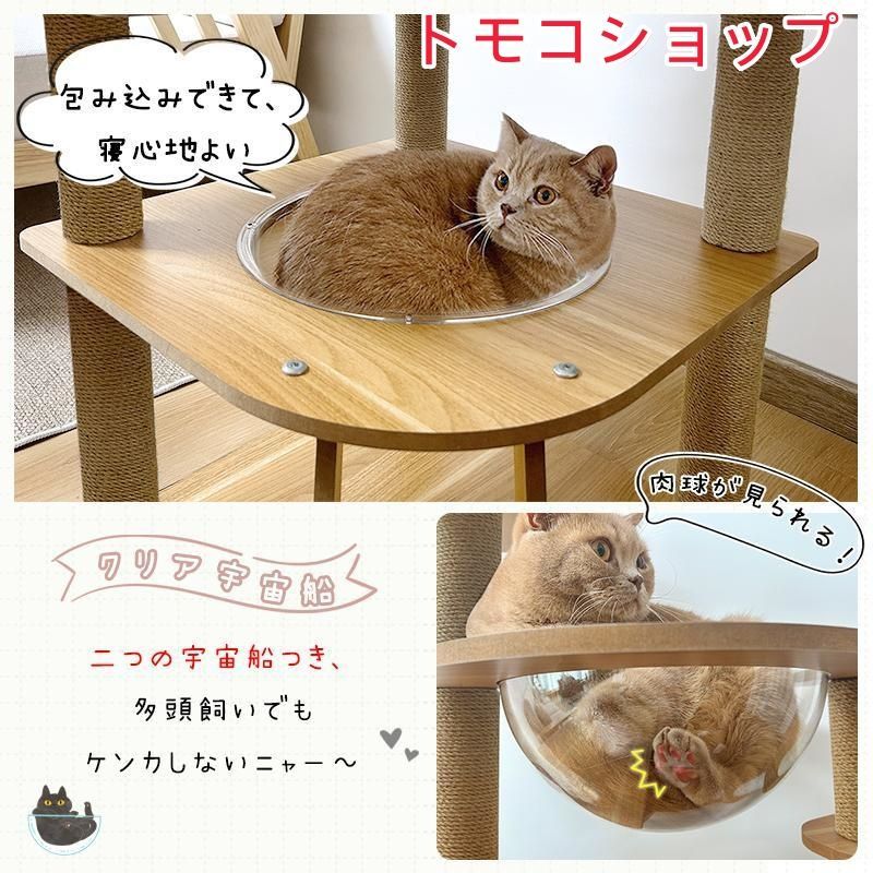 シニア猫