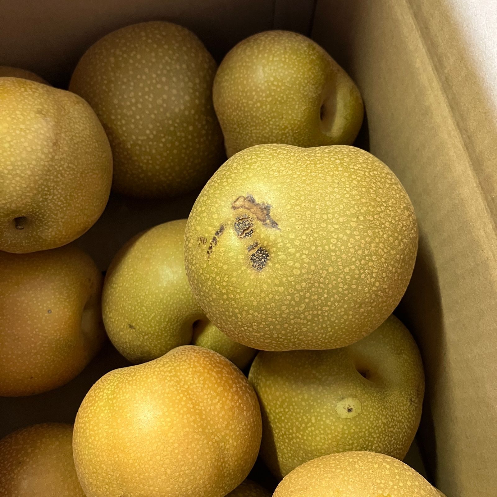 訳あり梨 2.5kg 九州産 幸水・豊水他 ご家庭用 - メルカリ