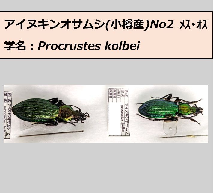 アイヌキンオサムシ ♂♀ペア 標本 小樽産 No2 コエポン様専用 - メルカリ