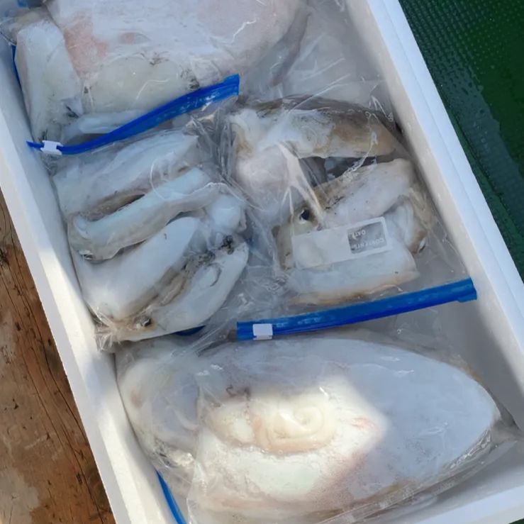 🌼再販🌼】お試し 愛媛 今治産 イカ 烏賊 詰め合わせ 鮮魚