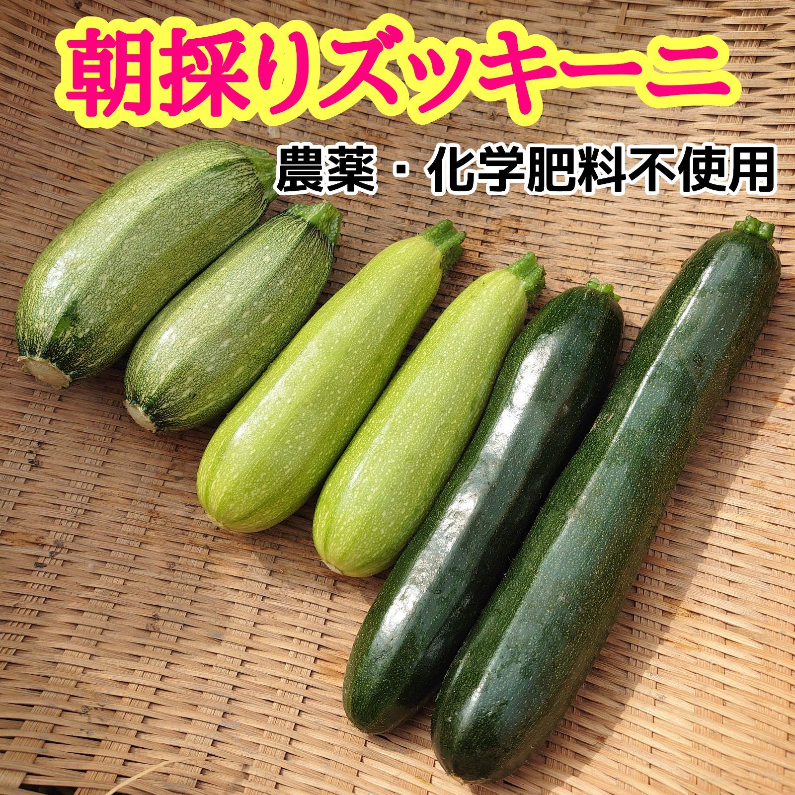 【農薬・化学肥料不使用】朝採りズッキーニセット