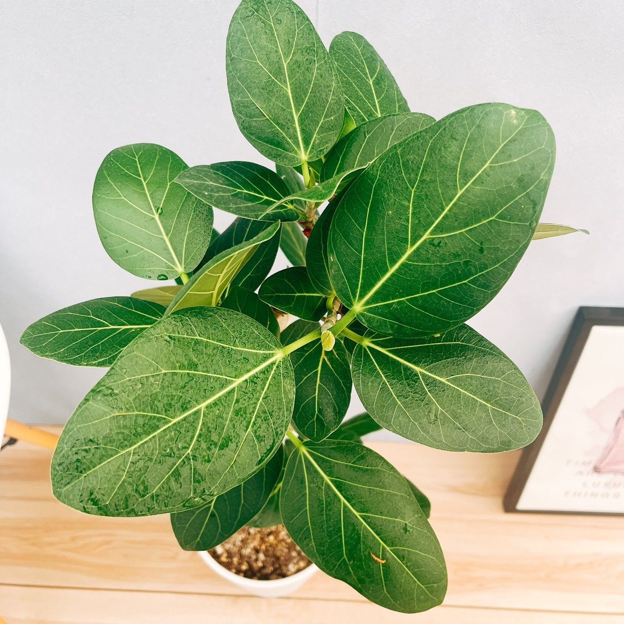 現品］☆おすすめ☆ 7番 フィカス ベンガレンシス 曲がり 8号 観葉植物