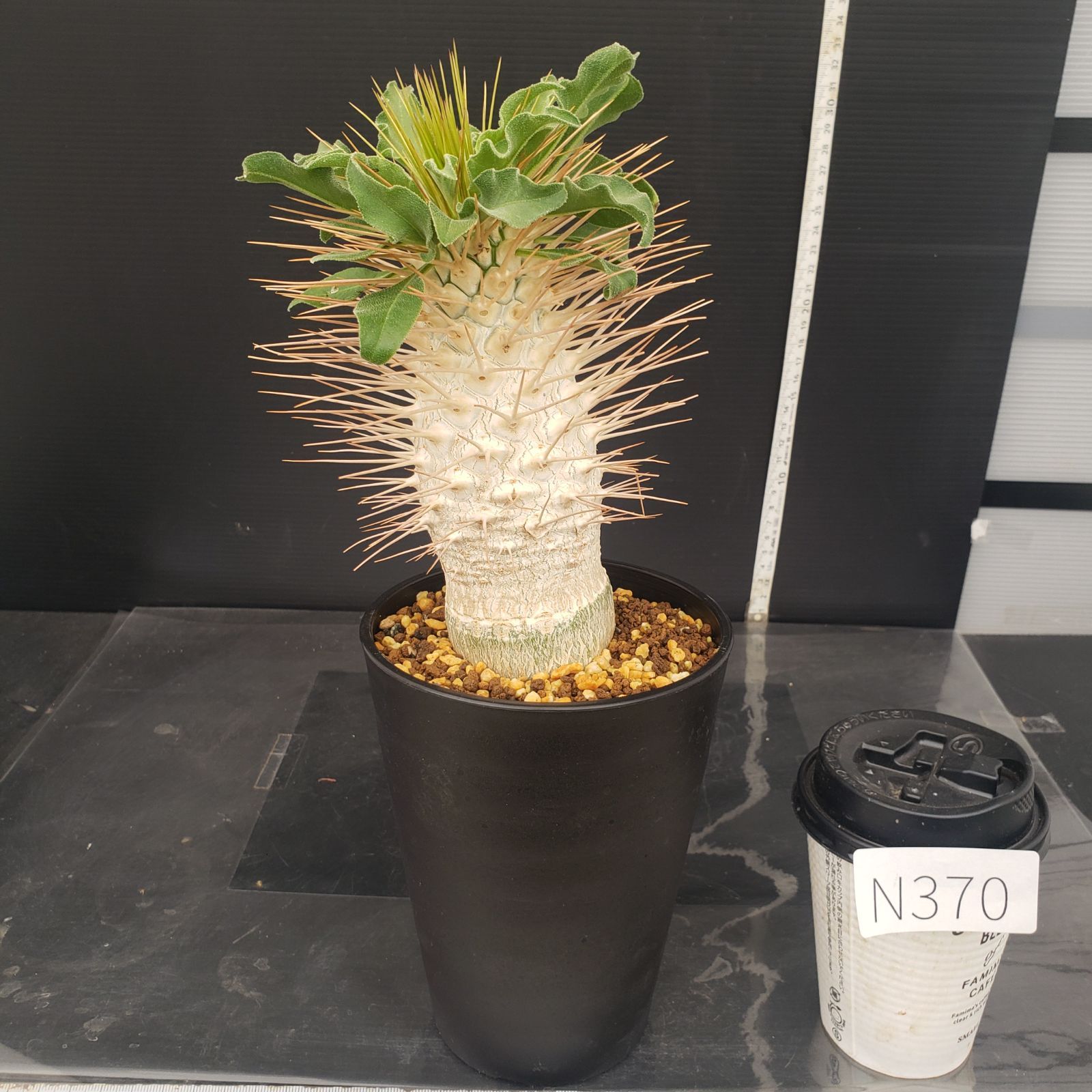 #75 パキポディウム　ビスピノーサム　現地株 75 パキポディウム ビスピノーサム 現地株