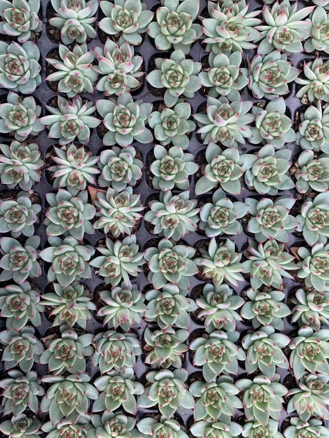 【現品】ヒモサボテン　ヒルデウィンテラ・コラデモノニス　8号　白鉢（2） 現品】ヒモサボテン ヒルデウィンテラ・コラデモノニス 8号 白鉢（1