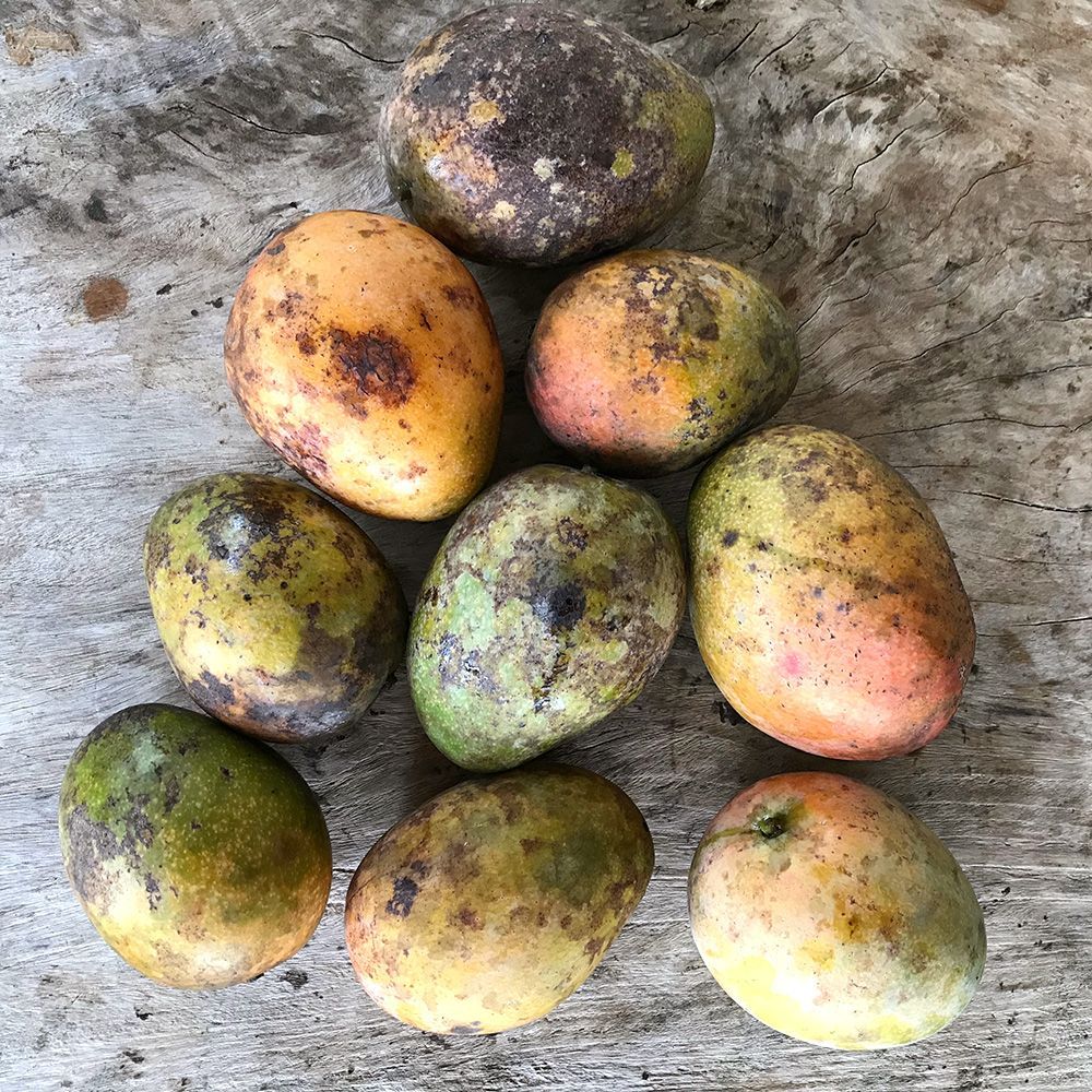 マンゴー12kg(約24-48玉) 沖縄県産 訳あり クール便 減農薬 - メルカリ