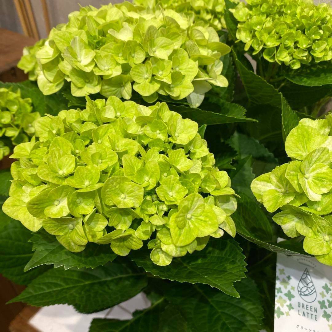 話題の行列 希少❗️アジサイ❤️グリーンラテ 5号鉢 - メルカリ 花