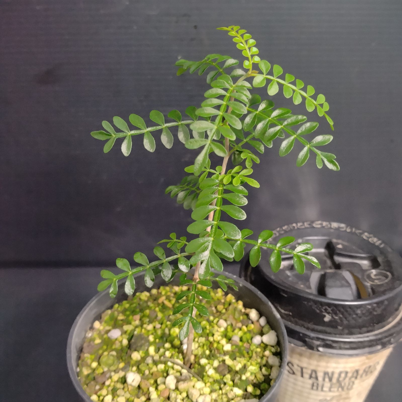 【鉢植えのまま発送】オペルクリカリア・パキプス 実生11年株 鉢のまま発送】パキプス 実生株 オペルクリカリアパキプス①