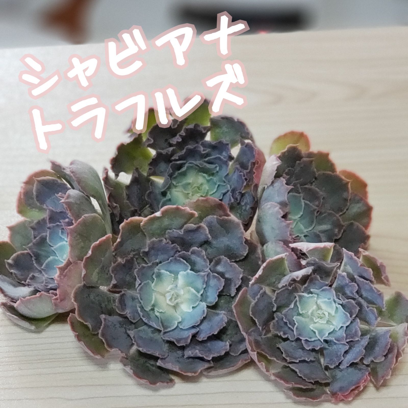 多肉植物】レア高級品種❤韓国苗❤シャビアナトラフルズ❤ - メルカリ