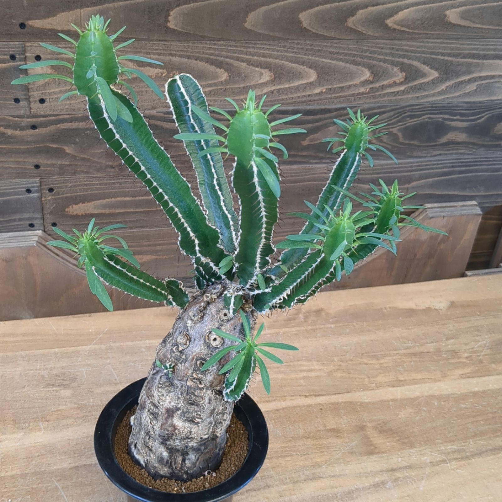 ユーフォルビア ムランジーナ【 稀有 】早いもの勝ち 鉢のまま発送