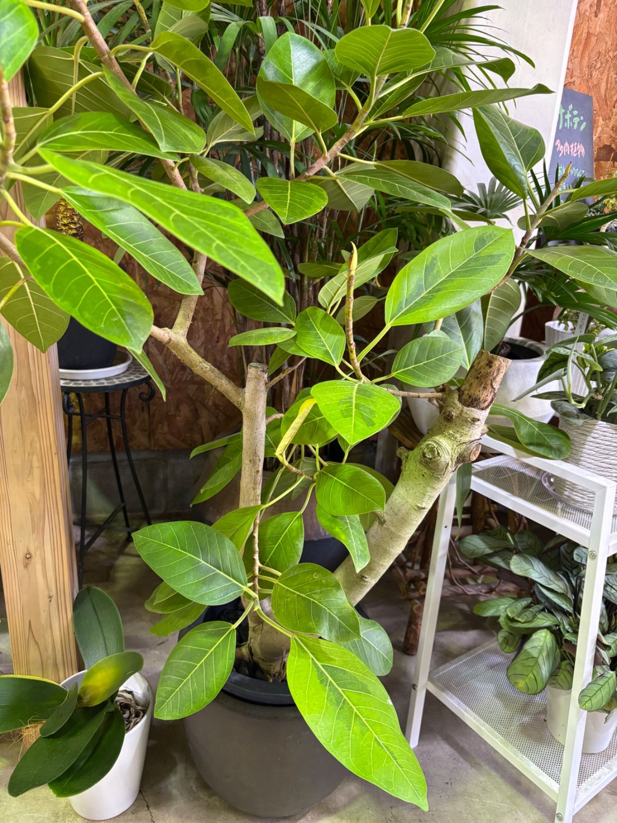 現品］♡おしゃれ♡ B フィカス ウンベラータ 曲がり 7号 観葉植物