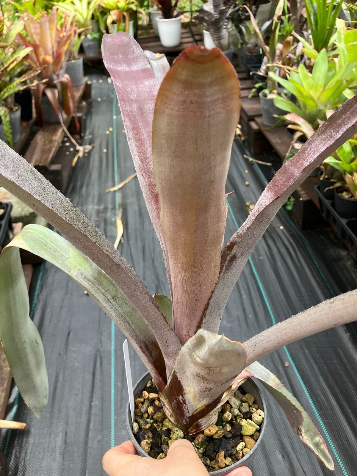 エクメア ムルフォーディ マルバ Aechmea mulfordii malva