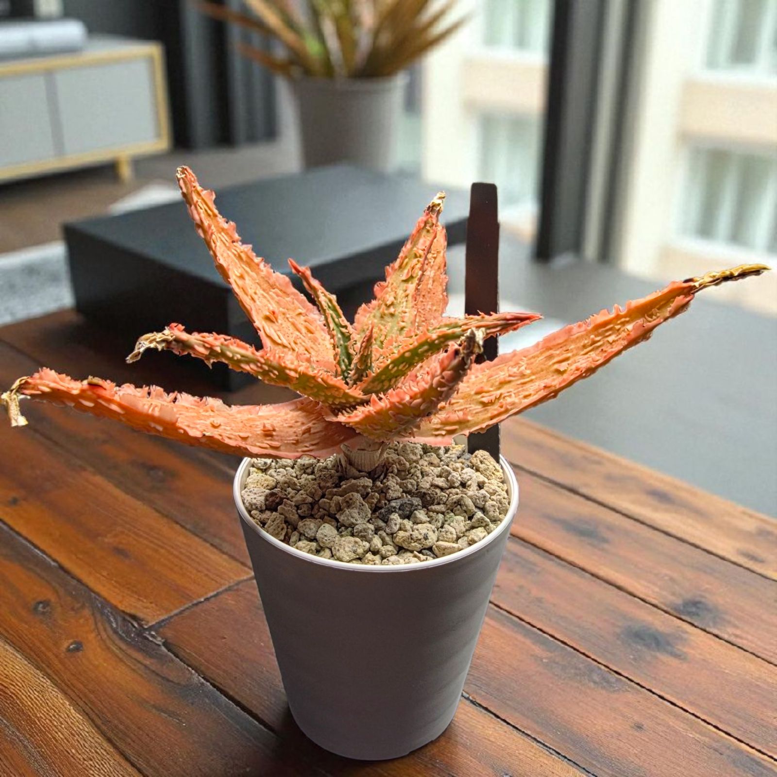 極上美株】アロエ ザ・コア ハイブリッド (Aloe 'THE CORE' HYBRID