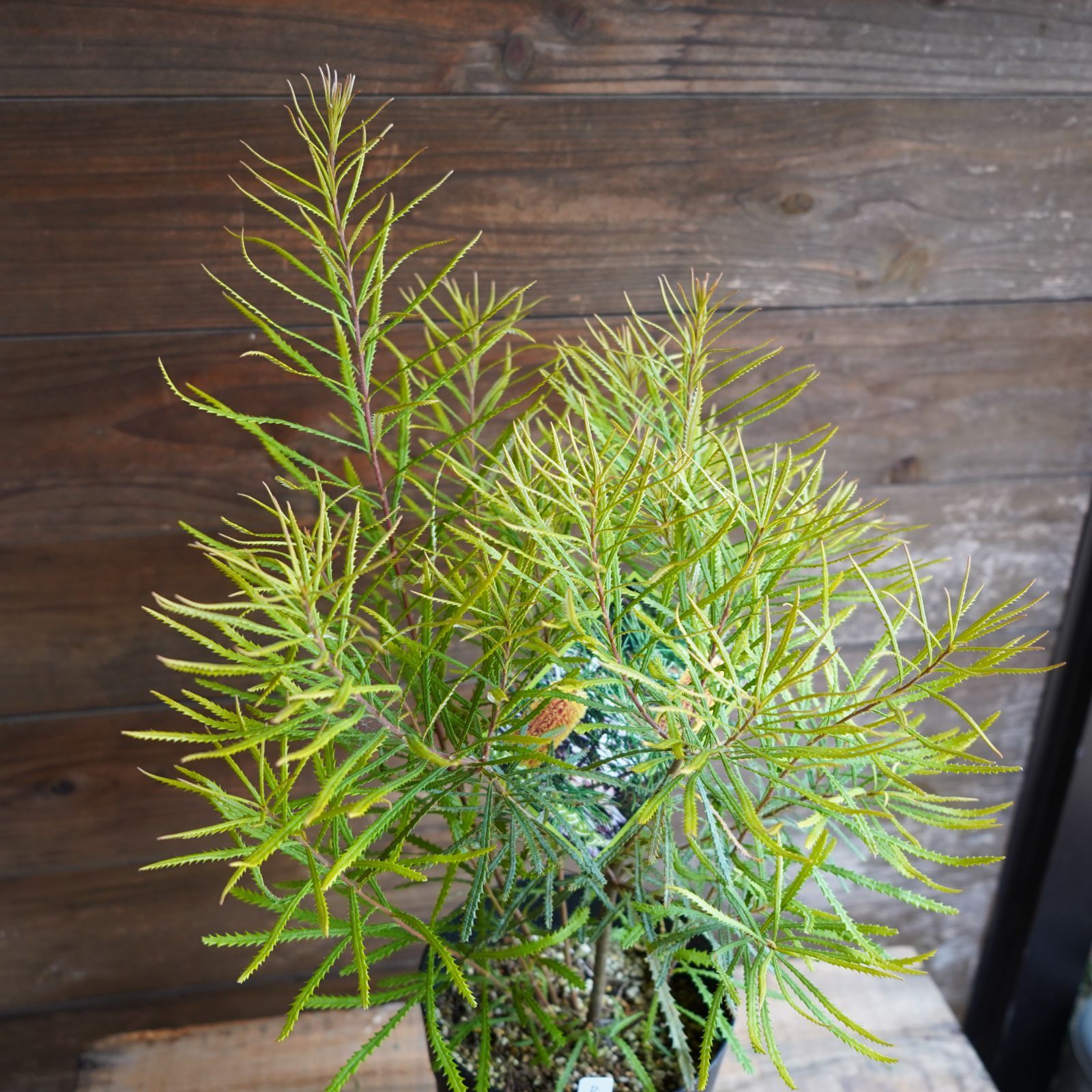 現物】バンクシア ”スピヌローサ” 6号D オージープランツ バンクシア