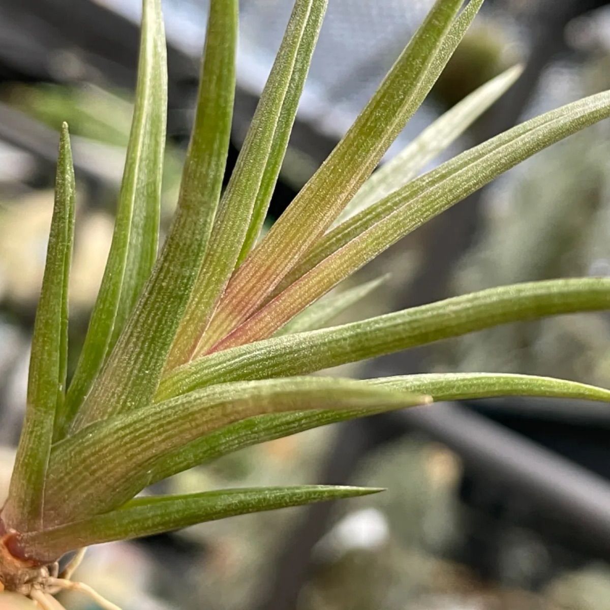 チランジア エリシー Tillandsia erici ＊エアプランツ＠フラワー