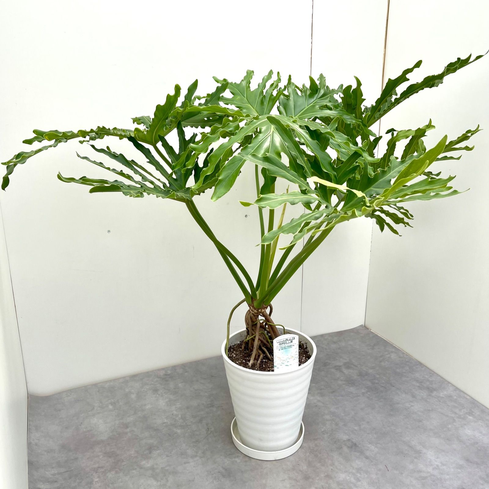 ［現品］54番　フィロデンドロン　セローム　幹上がり　7号　観葉植物　大型　室内 フィロデンドロン セローム 幹上がり 4【現品】観葉植物 大型