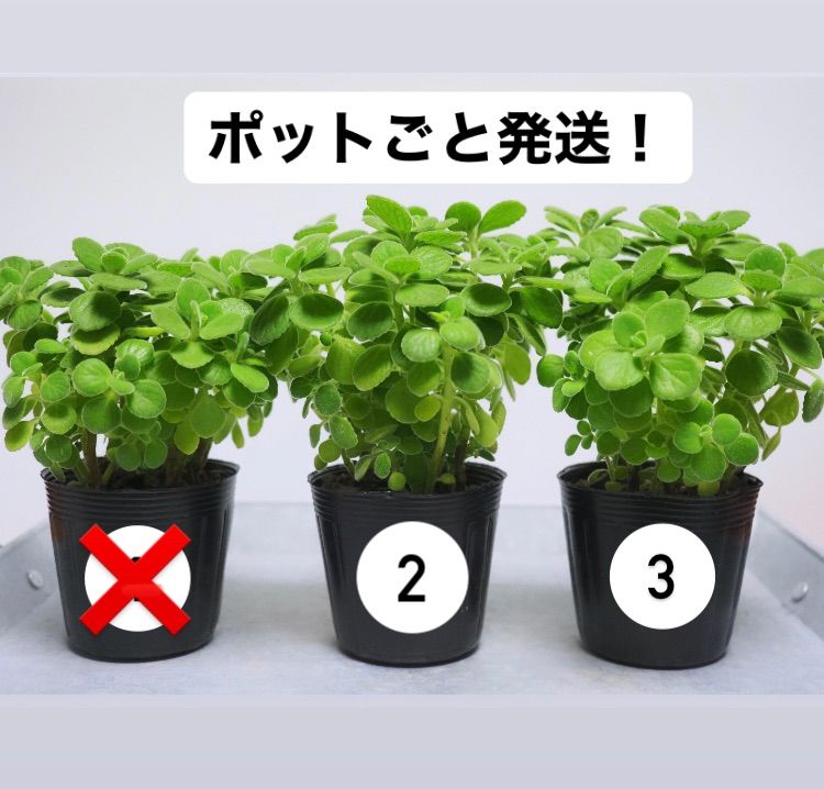 アロマティカス ポットごと発送！無農薬 多肉植物/ハーブ　ｍ24 2ポットセット 香る 多肉植物 アロマティカス ハーブ 虫除け