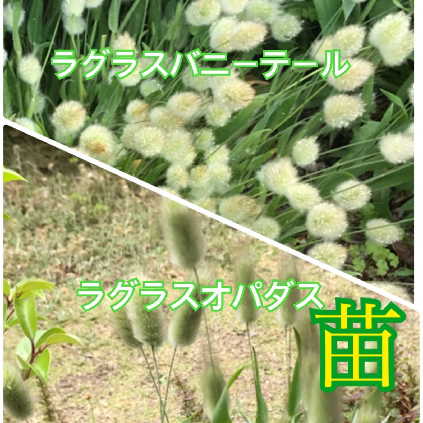 ラグラス苗 - その他観葉植物