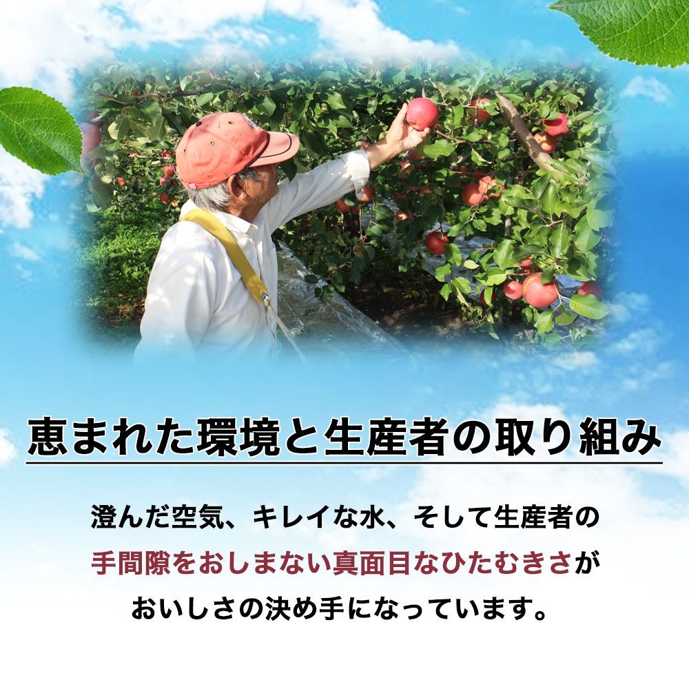 岩手県産 産地直送 サンふじ りんご 約3kg 送料無料 りんご 果物-8
