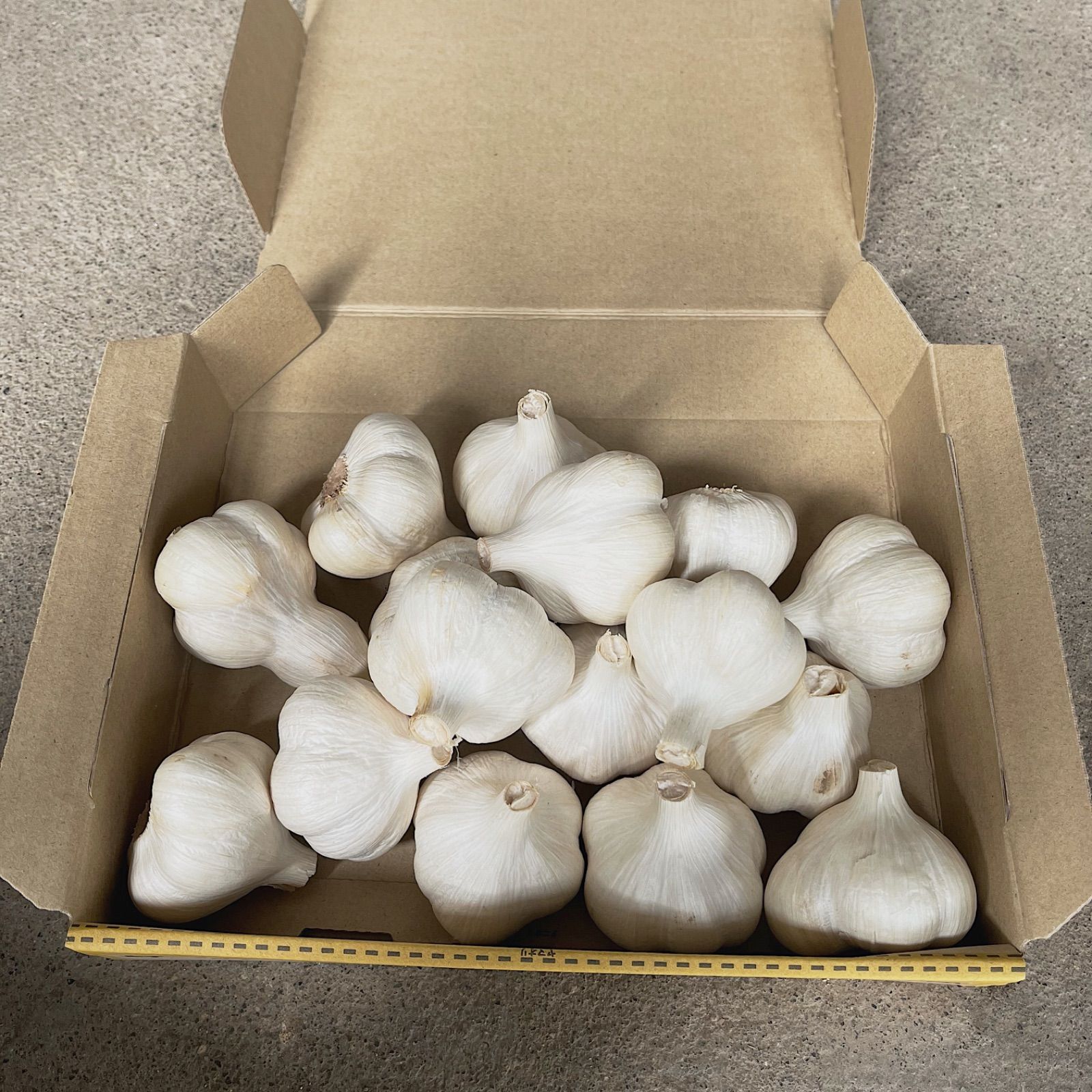 青森県にんにく5キロＬM 青森県産 にんにく Mサイズ 5キロ 小売