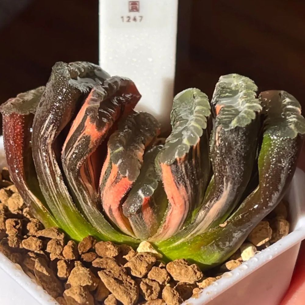 多肉植物　ハオルチア　ハオルシア　赤斑玉扇錦　極上斑　超美株