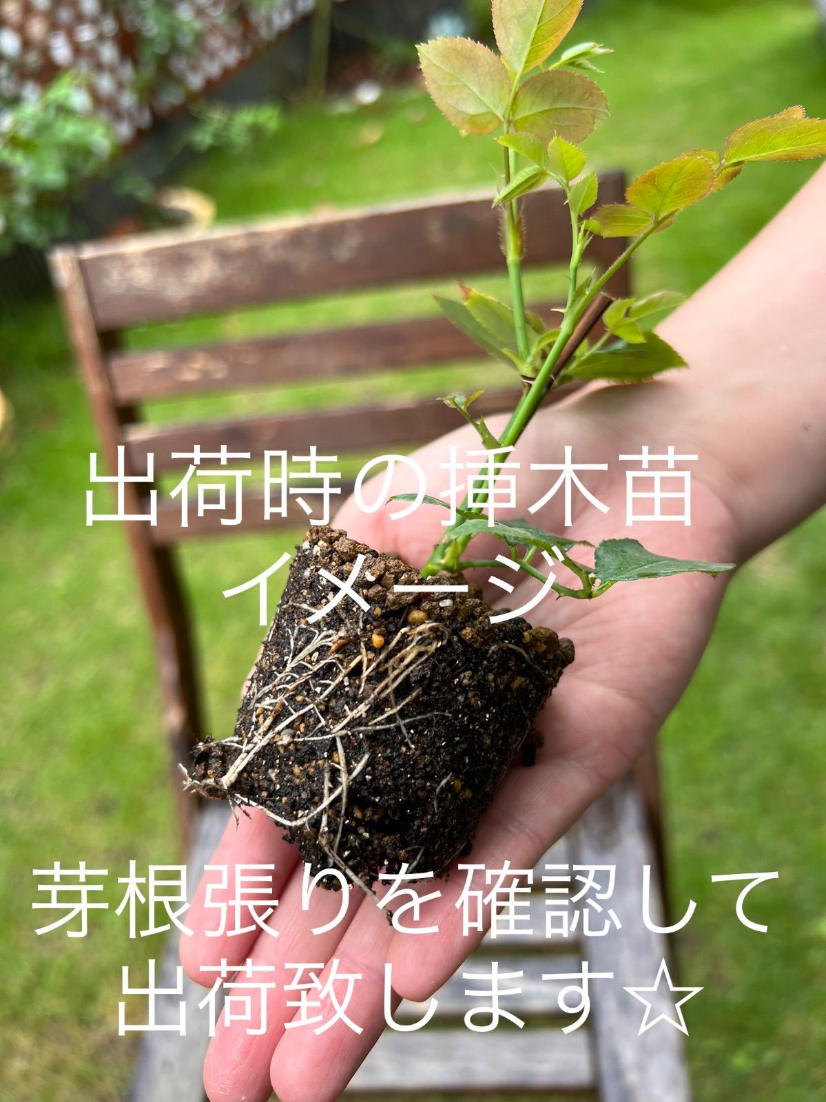 切り花品種◇ミルクティーの花色◇花持ち◎◇香りバラ◇四季咲き