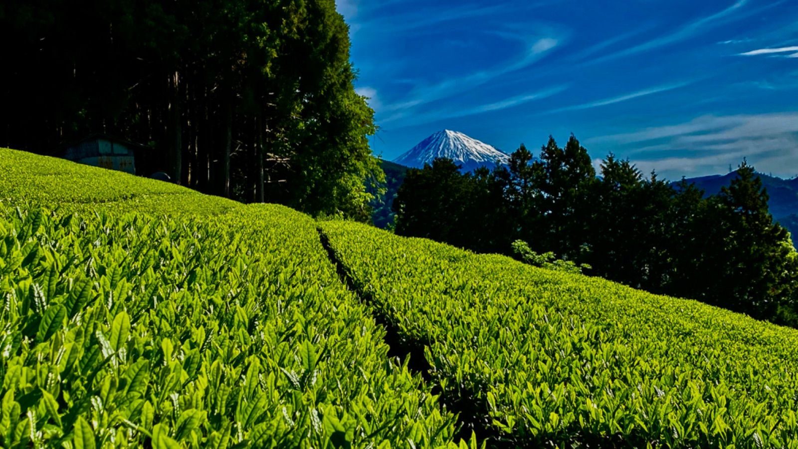 2024 新茶【農薬・化学肥料不使用】煎茶ティーバッグ やぶきた 15パック
